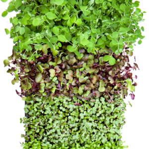 Farmers Market Microgreens Micro-Medley Crate