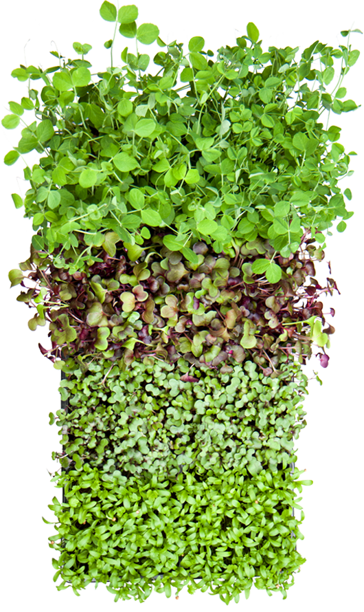 Farmers Market Microgreens Micro-Medley Crate